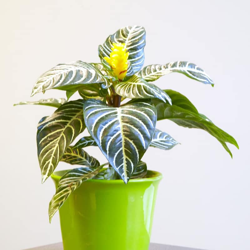 Zebra Plant