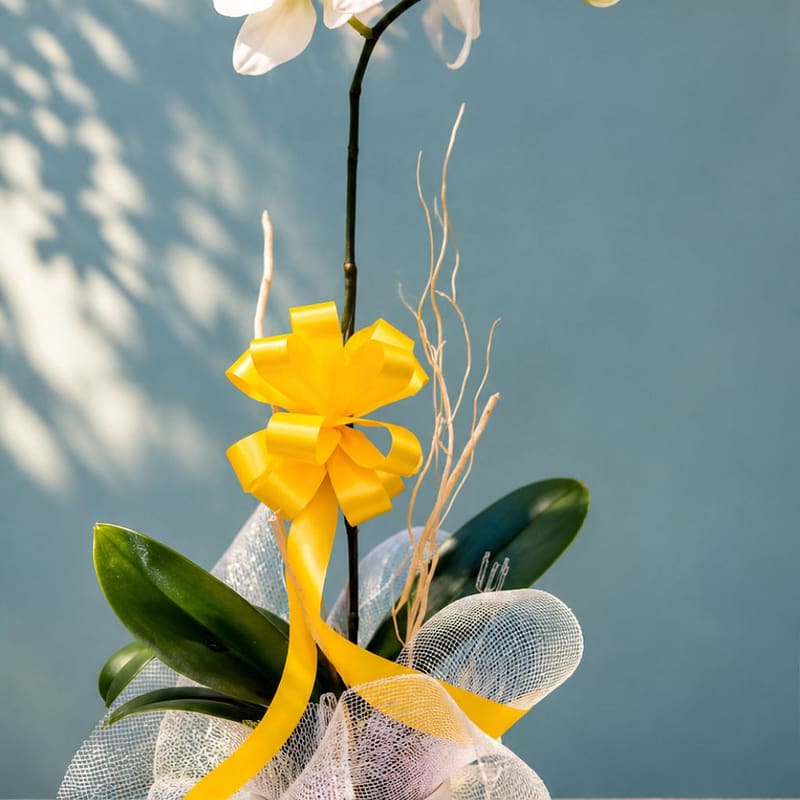 Golden Grace Orchid Arrangement