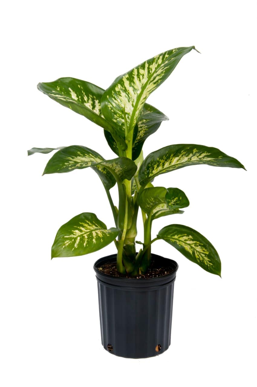 Dieffenbachia (Dumb Cane)