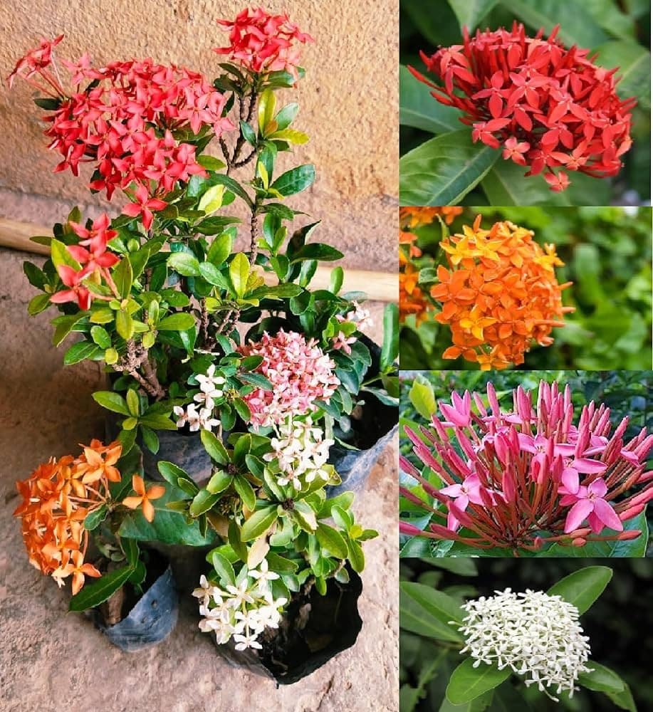 Ixora Mini
