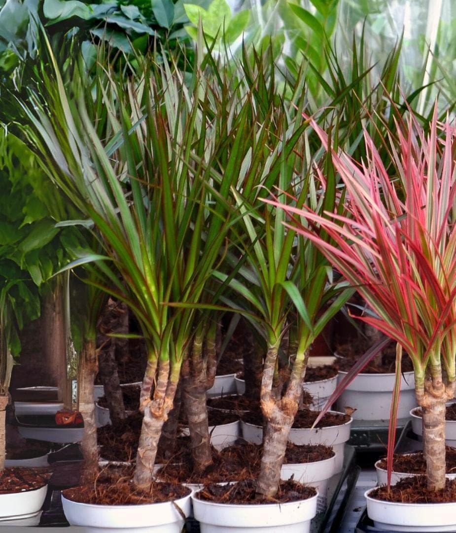 Dracaena Marginata